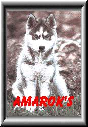 http://www.elevage-amarok.com/